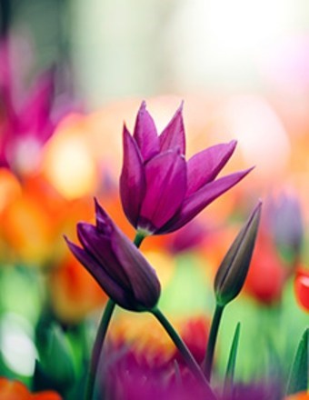Obituary of Dorothy McInroy