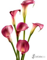 Obituary of Trinidad Perez Jr.