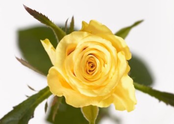 Obituary of Sophia Christina Wilson