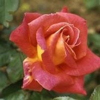 Obituary of Edna Myrtice Bowdoin