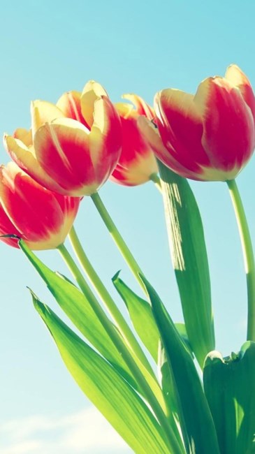 Obituary of Grace Gearhart