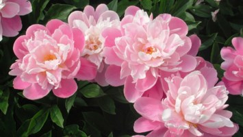 Obituary of Joanne Longo