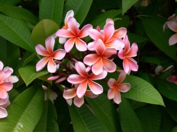 Obituary of Evelyn L. Cottman