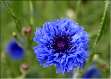 Obituary of Dorothy "Dot" Fitzgerald