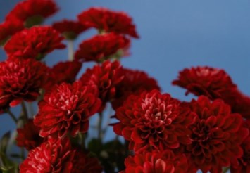 Obituary of Maryruth Melander Cox