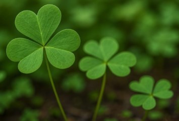 Obituary of Patricia Ann Vampatella