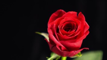 Obituary of Wayne Lynn Weaver