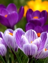 Obituary of Mabel L. McCormick