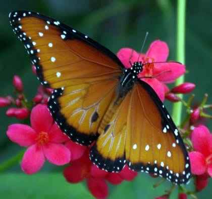 Obituary of Tara Nicole Toney