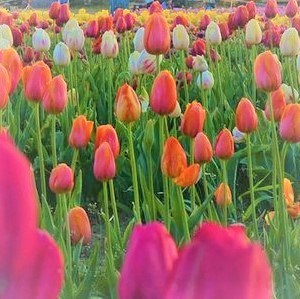 Obituario de Phyllis Teresa Aguilar