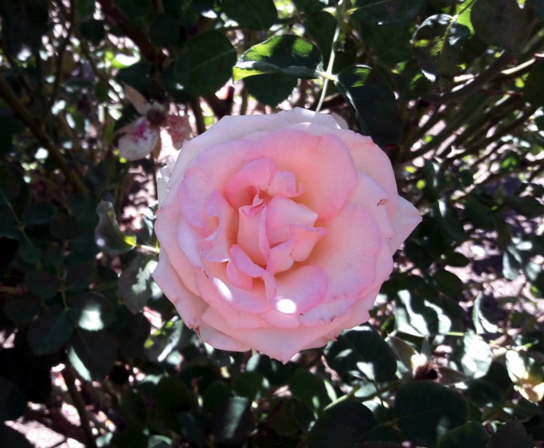 Obituario de Veronica Marie Case