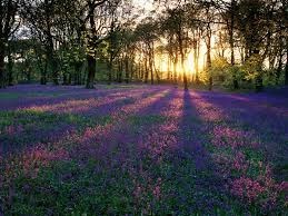 Avis de décès de Angela Shirley Moore