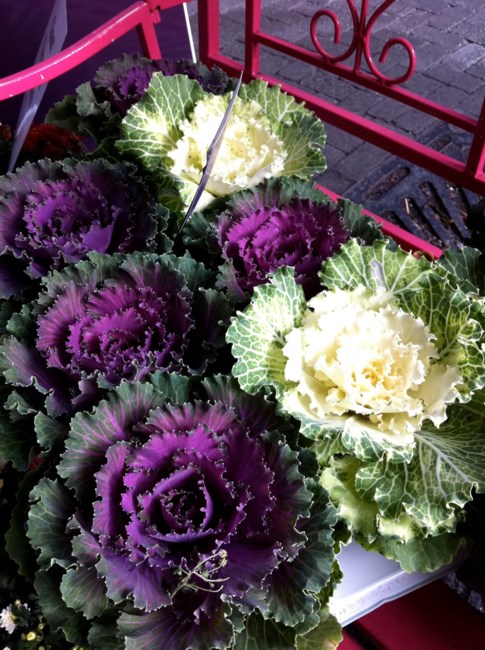 Obituary of Sandra L Novak