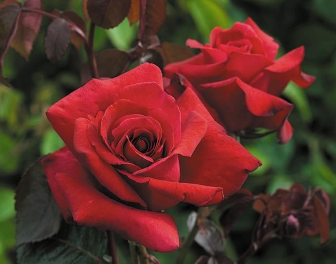 Obituary of Barbara Lee Lindenberg