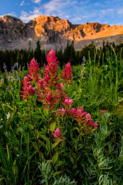 Obituary of Dorothy Ann Larsen
