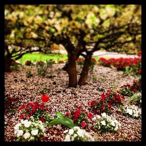 Obituary of Robert Marshall