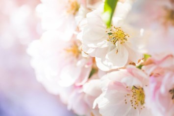 Obituary of Virginia P. "Billie" Doss