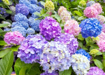 Obituary of Silvia M Mocegui