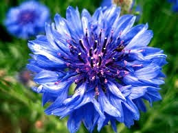 Obituary of Dorothy Day