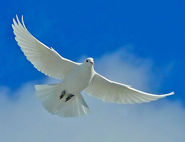 Obituary of Shirley Stratmann