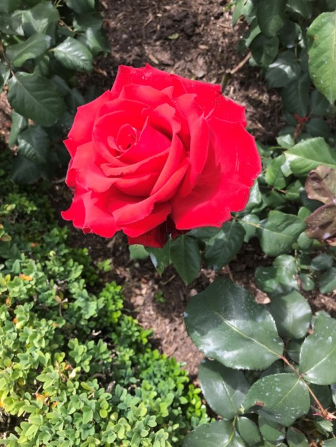 Obituary of Jami-Lynn Bell