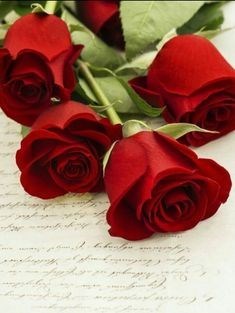 Obituary of Arelis Mireya Montenegro
