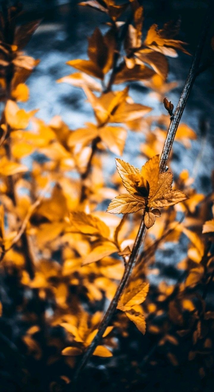 Obituary of Patricia Callahan