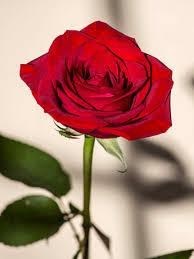 Obituary of Jessie James Watson Jr.