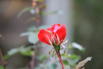 Obituary of Viola Dorothy Chatelaine