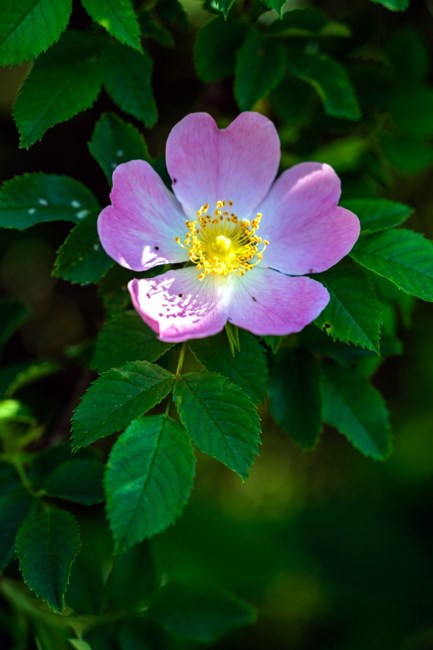 Obituario de Josiah Henry Rodriguez