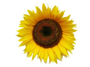 Obituary of William A Duffus Jr.