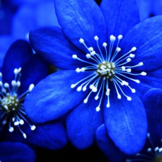 Obituary of Tracey Dawn Lindquist