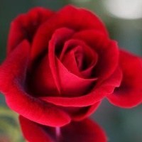 Obituary of Mary Ann Jernigan "Polly"