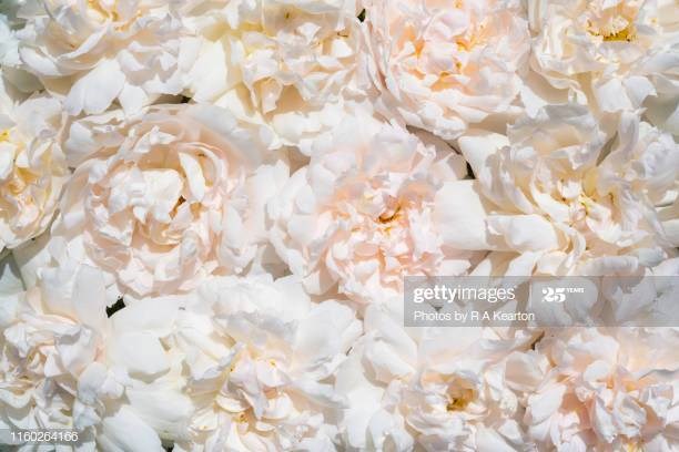 Obituary of Mrs. Vera Ellen Carr