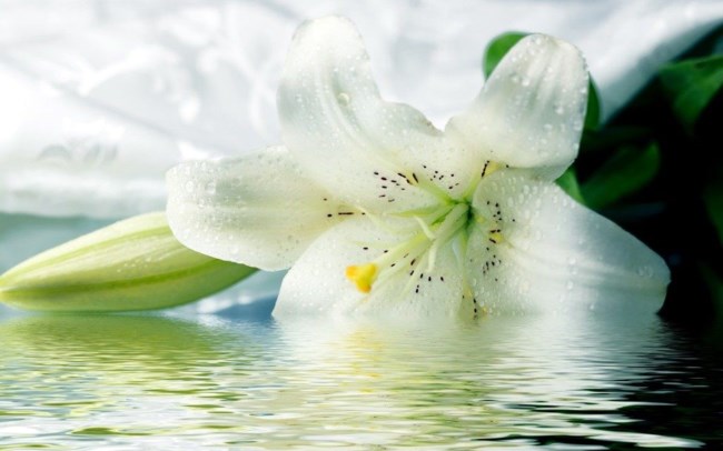 Obituary of Cleo Elizabeth Callanan