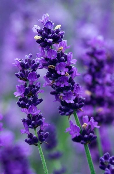 Obituary of Mary Carbone