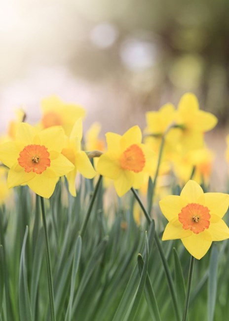 Avis de décès de Chen King Yoon Leo