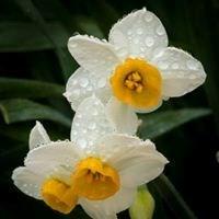 Obituary of Ann Wilson Hale