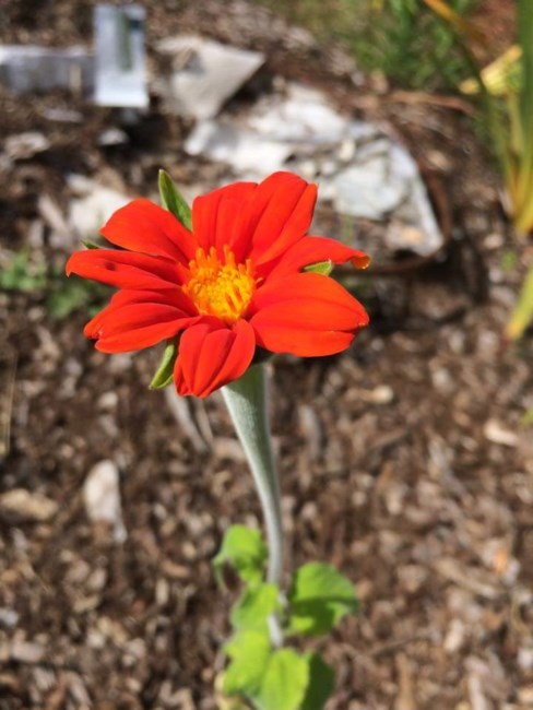 Obituary of Mary Thelma Cadinha