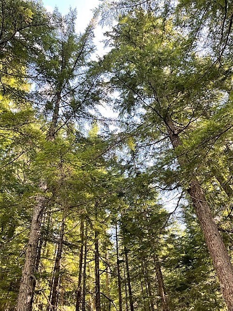 Avis de décès de 羅榮波 Wing Bor Law