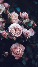 John Armstrong Obituary (john, armstrong, obituary, Fond memories expressions sympathy, Fond memories expressions sympathy shared) John Armstrong