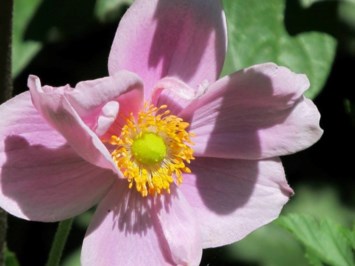 Obituary of Teckla Marie Brough