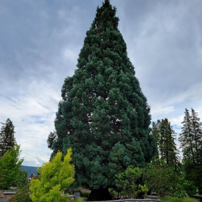 Obituary of Ming-Yueh Fu Chen