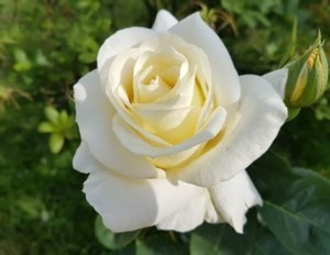 Obituary of Francisco Botello