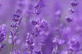 Obituary of Bonnie Bonita Farr