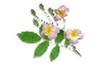 Obituary of Rosa Agosta