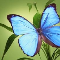 Obituary of Julia J. Winchell