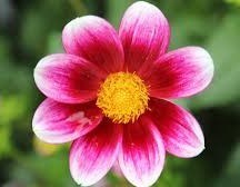 Obituary of Olga W. Durovic