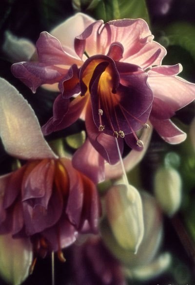 Obituary of Phyllis Pauline Minehan