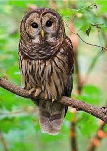 Obituary of Betty Parr